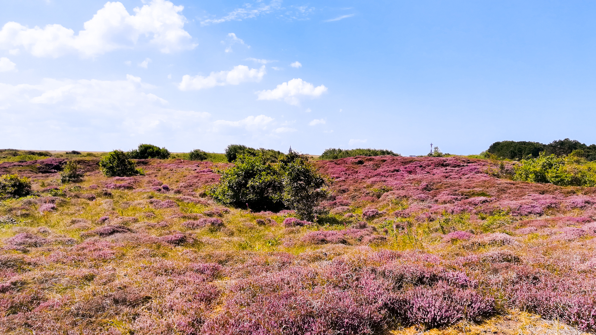 Heidelandschaft Wangerooge